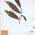 Heteropsis flexuosa Hoja