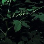 Phyllanthus brasiliensis Habit