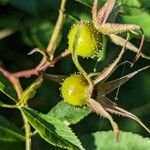 Rosa palustris Fruit