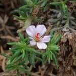 Frankenia ericifolia Flower