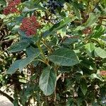 Viburnum tinusLeaf