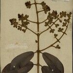 Haploclathra paniculata Hoja