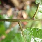 Triplophyllum buchholzii Hoja