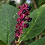 Phytolacca acinosa Mbuma