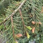 Picea breweriana Folha