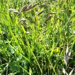 Bromus arvensis Ffrwyth