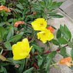 Oenothera macrocarpa Хабит