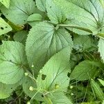 Scrophularia alpestris Leaf