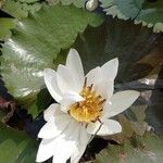 Nymphaea lotus Flor