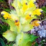 Rhinanthus alectorolophusFlower