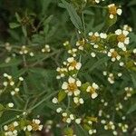 Tagetes filifolia Кветка