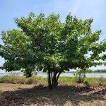 Coccoloba caracasana Hoja
