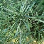 Bromus diandrus Blad