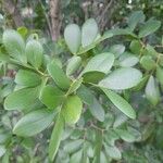 Guaiacum officinale Leaf