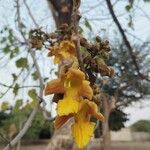 Gmelina arborea Blomst
