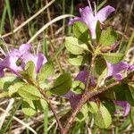 Rhododendron microphyton