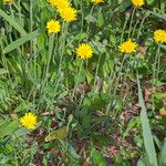 Sonchus bulbosus Alkat (teljes növény)