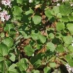 Syringa pubescens Blad