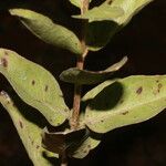 Ayapana amygdalina Leaf