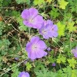 Geranium platypetalumKvet