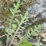 Tolpis coronopifolia Leaf