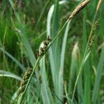 Carex panicea Frucht