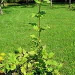 Silphium perfoliatum ശീലം