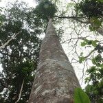 Funtumia africana Ŝelo