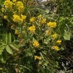 Sisymbrium austriacum Floare