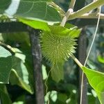 Datura inoxia Fruit