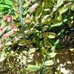 Euphorbia tithymaloides Folla