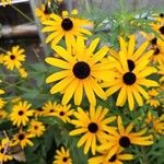 Rudbeckia triloba फूल