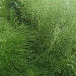 Equisetum sylvaticum Fuelha