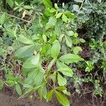 Searsia natalensis Leaf