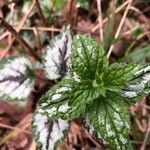 Lamium galeobdolonBlad