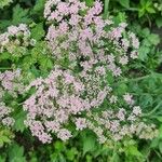 Pimpinella major Квітка