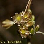 Allium oporinanthum Fruit