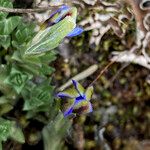 Gentiana sedifolia 花