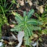 Phyllanthus amarus Blad