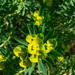 Euphorbia dendroides Kvet
