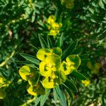 Euphorbia dendroides ফুল