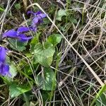 Viola odorata Blatt