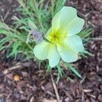 Oenothera stricta Flower