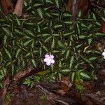 Episcia lilacina Hábito