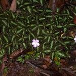 Episcia lilacina Costuma