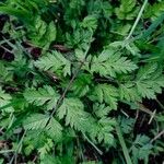 Chaerophyllum temulum Leaf