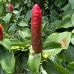 Costus woodsonii Fruit