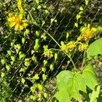 Smallanthus uvedalia Flower