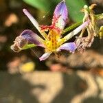 Tricyrtis formosana Flor