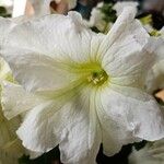 Petunia × atkinsiana Flower